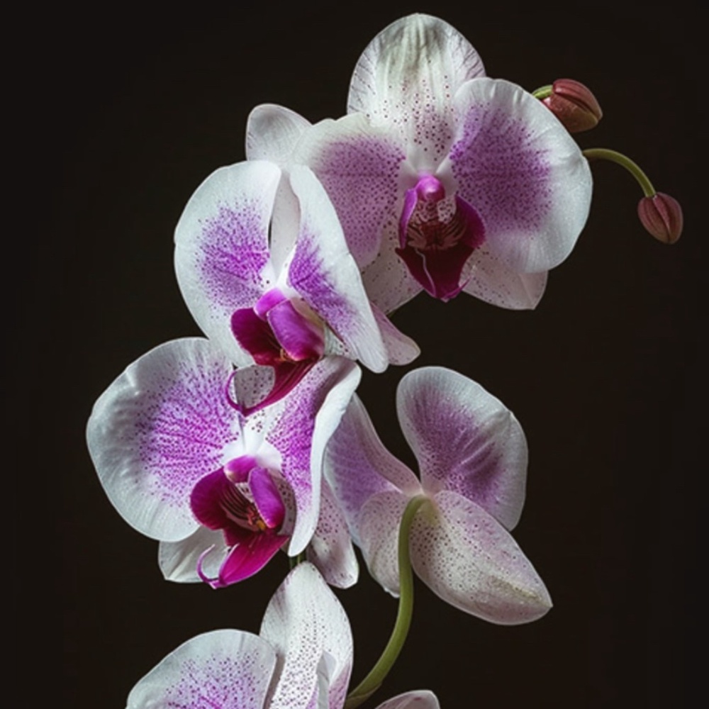 Meet your Posher, Jenny